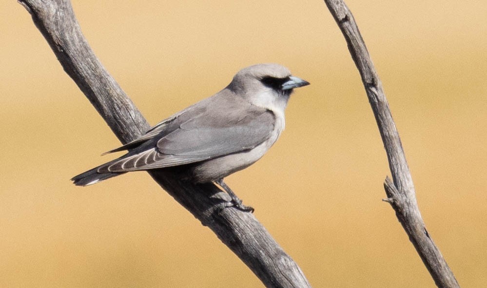 Black-faced Woodswallow (Black-vented) - ML611213111