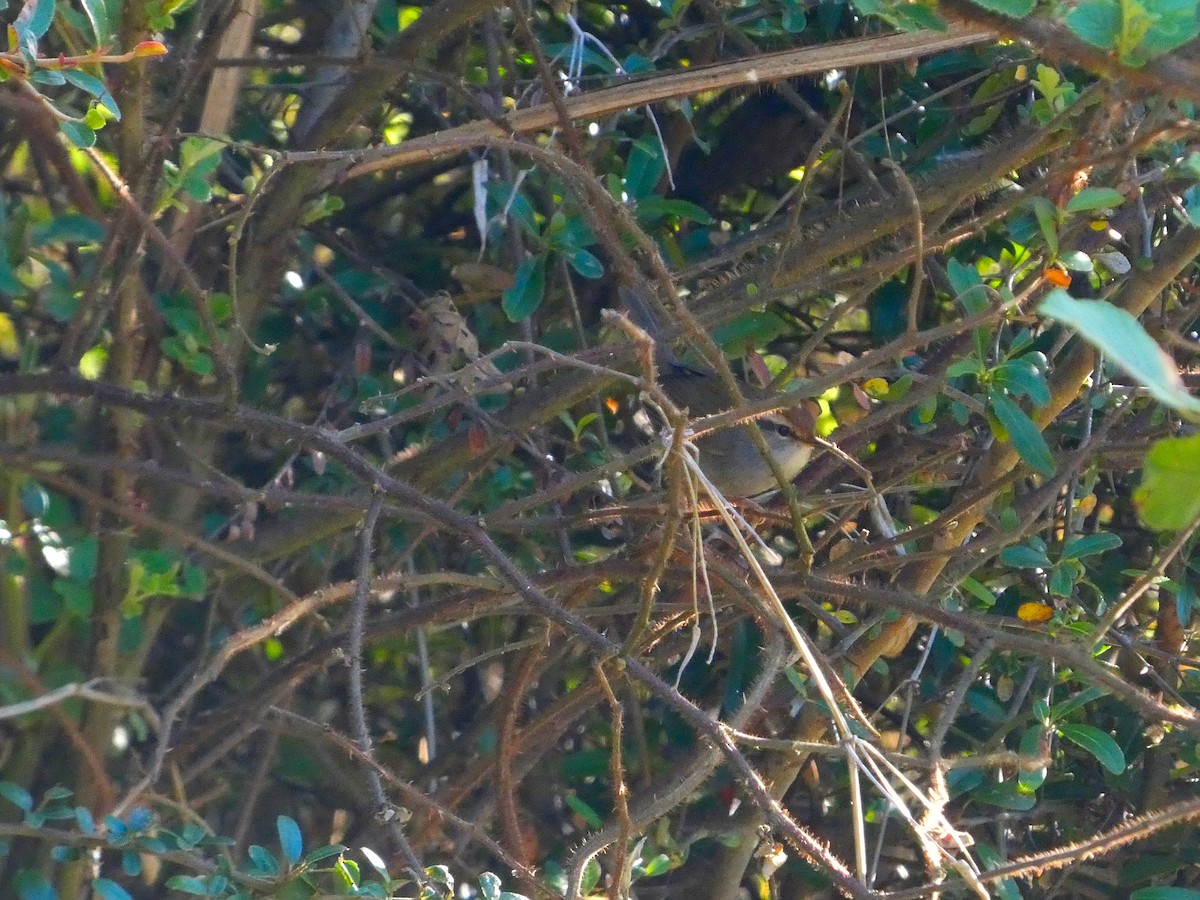 Chestnut-crowned Bush Warbler - ML611213302