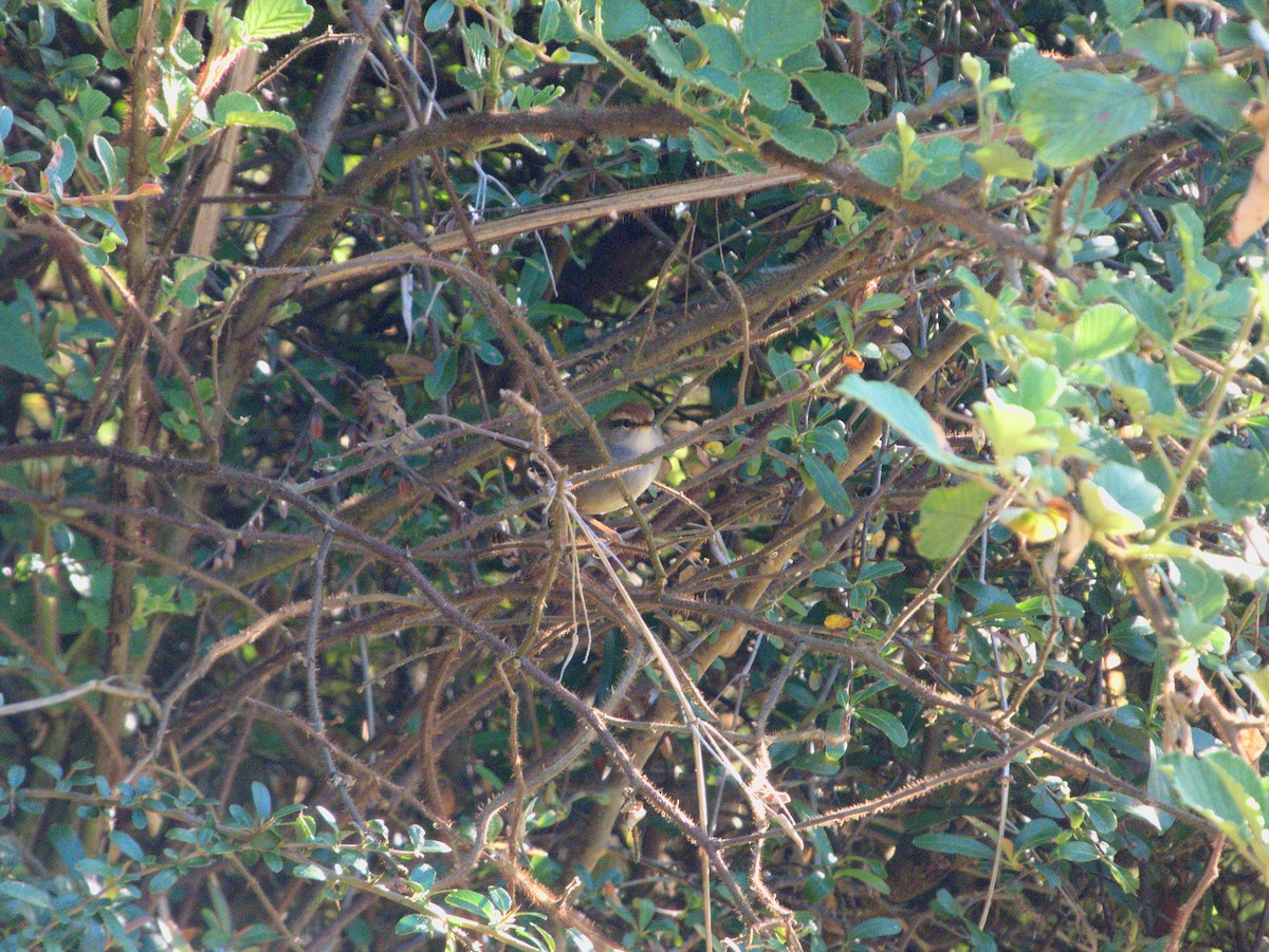 Chestnut-crowned Bush Warbler - ML611213308