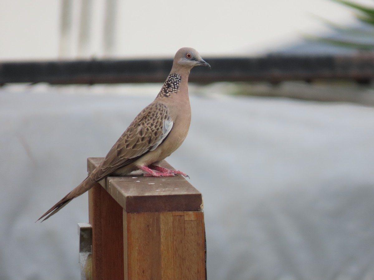 Spotted Dove - ML611213361