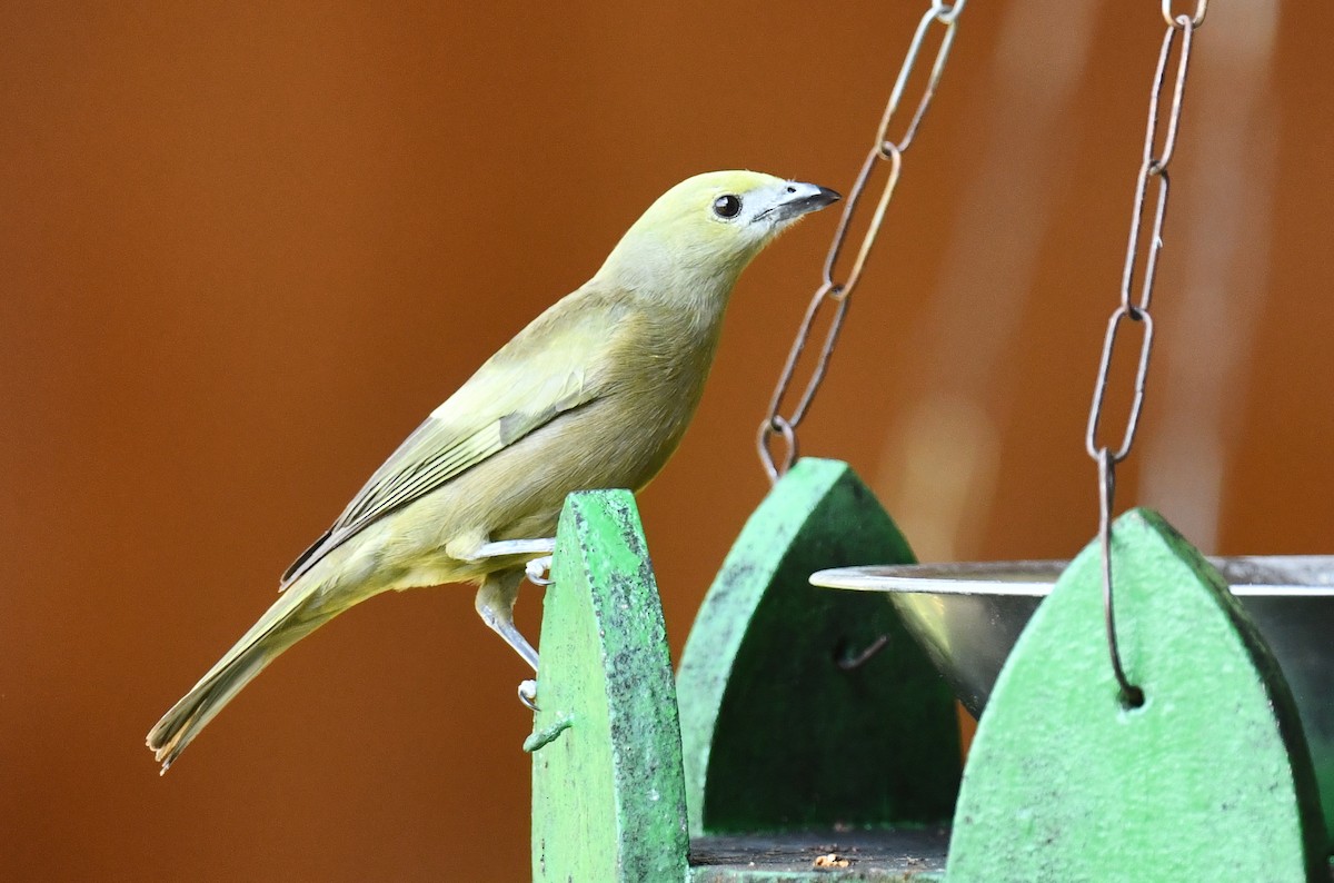 Palm Tanager - ML611213433
