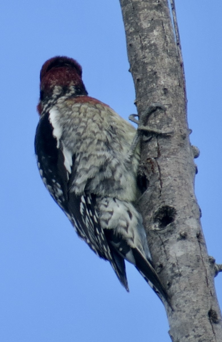 Red-breasted Sapsucker - ML611213604
