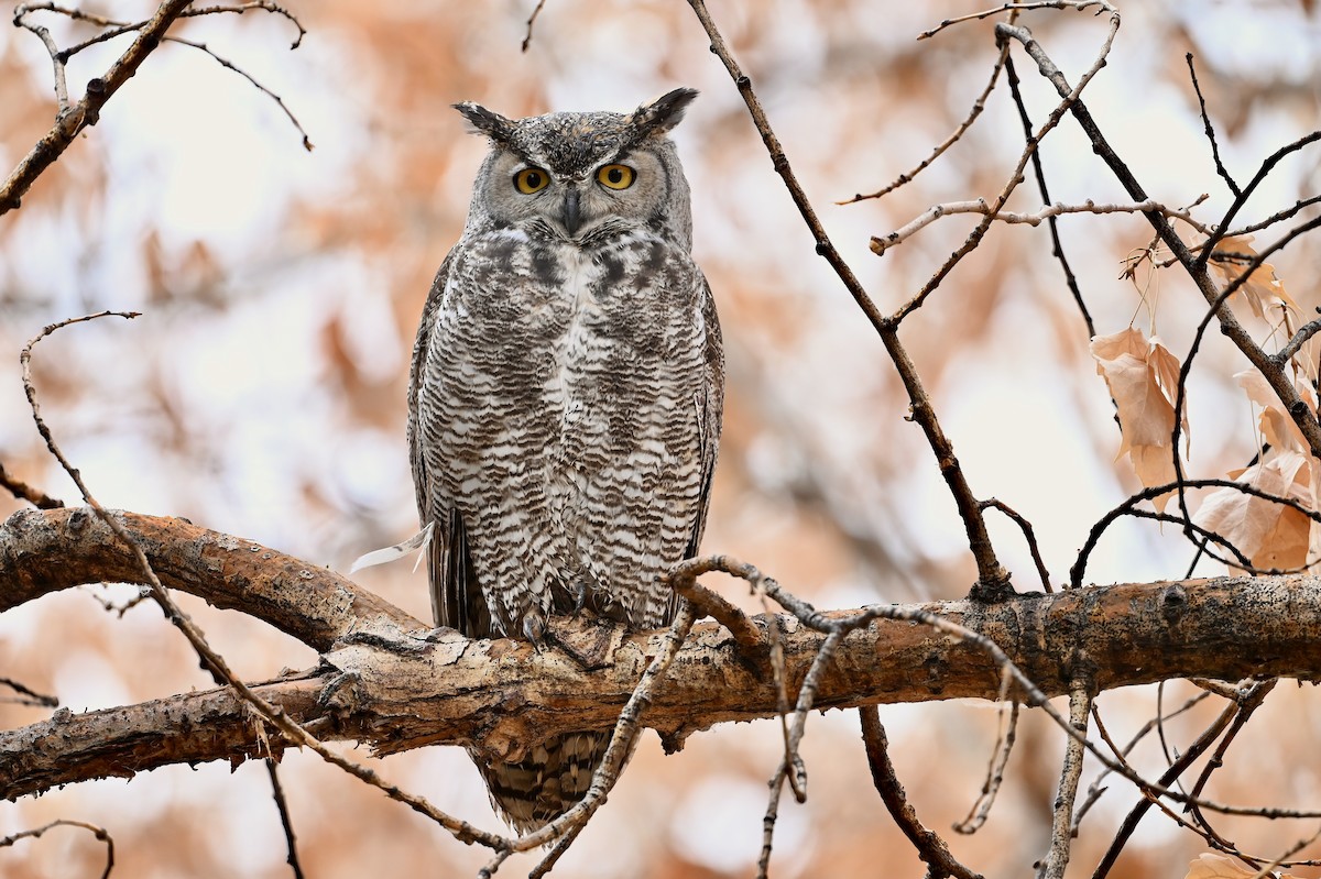 Great Horned Owl - ML611213775