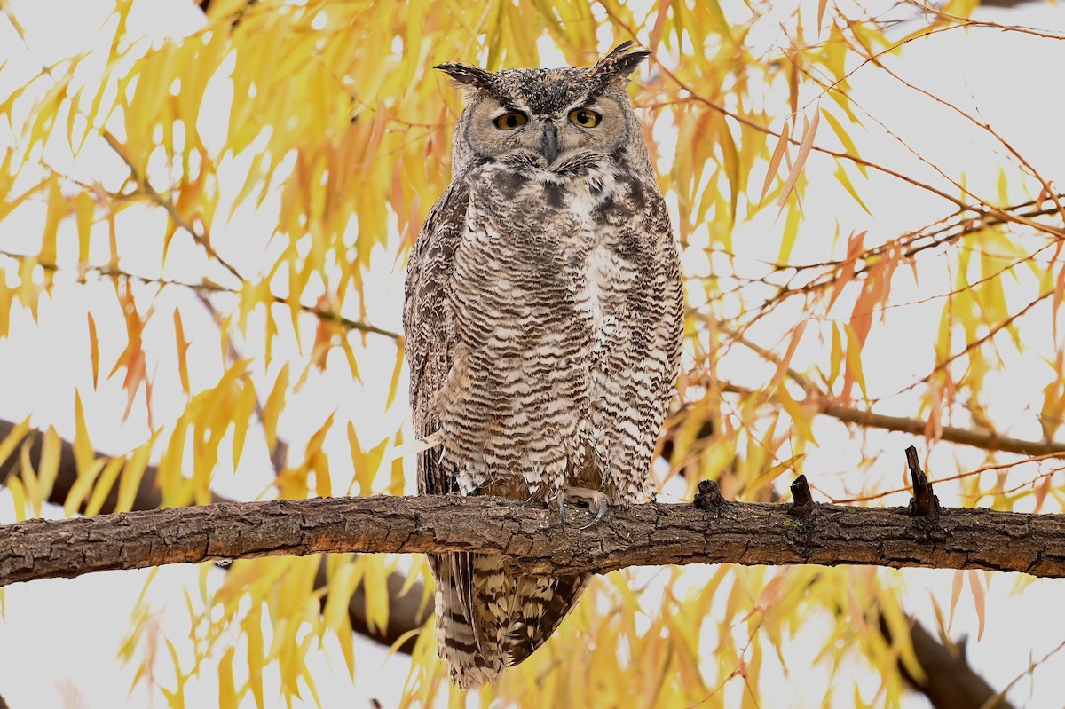 Great Horned Owl - ML611213778