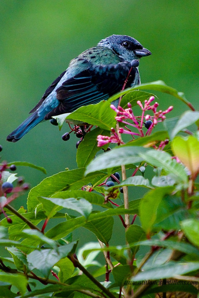 Azure-rumped Tanager - ML611213918