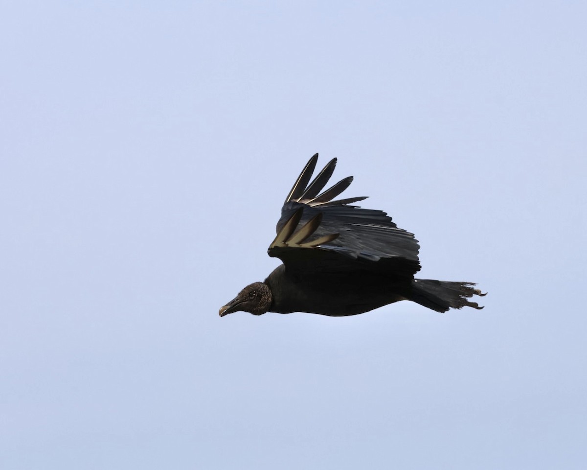 Black Vulture - ML611214743