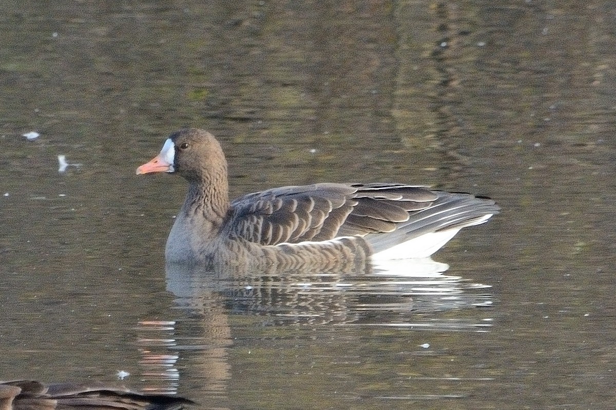 Greater White-fronted Goose - ML611214883