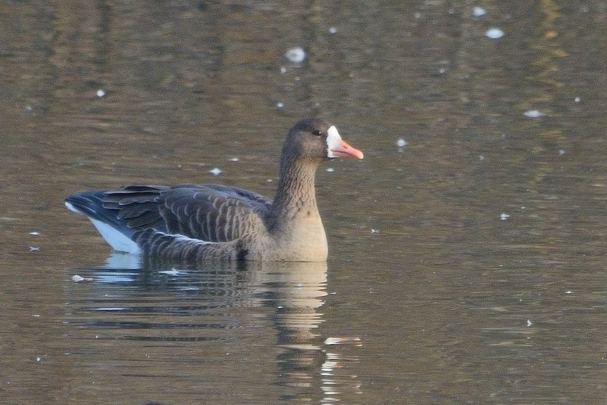 Greater White-fronted Goose - ML611214884