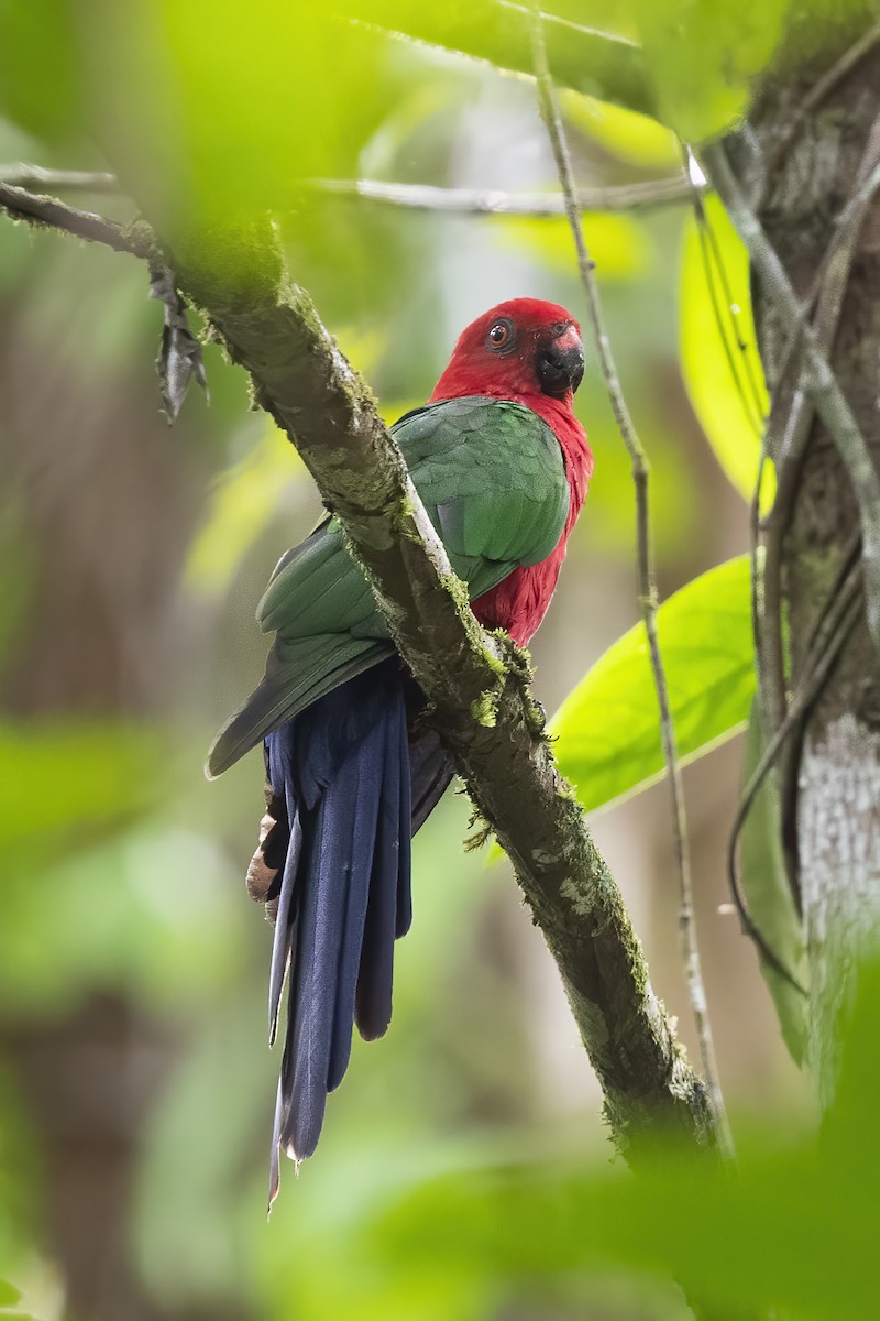Moluccan King-Parrot - Wei Yan