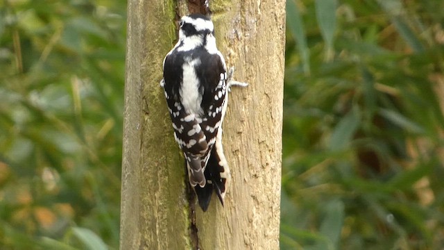 Downy Woodpecker (Eastern) - ML611215252