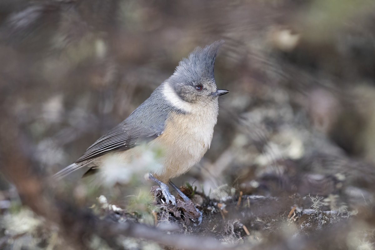 Gray-crested Tit - ML611215290