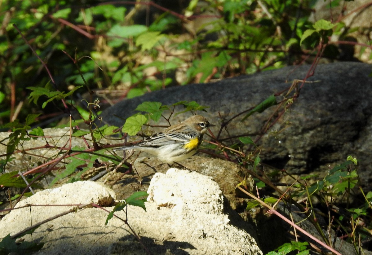 Yellow-rumped Warbler - ML611215695