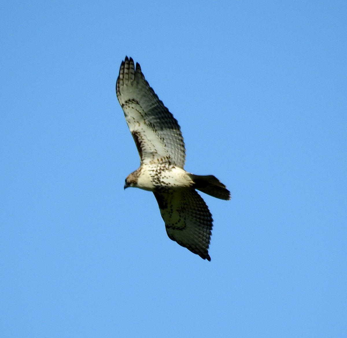 Red-tailed Hawk - ML611215706