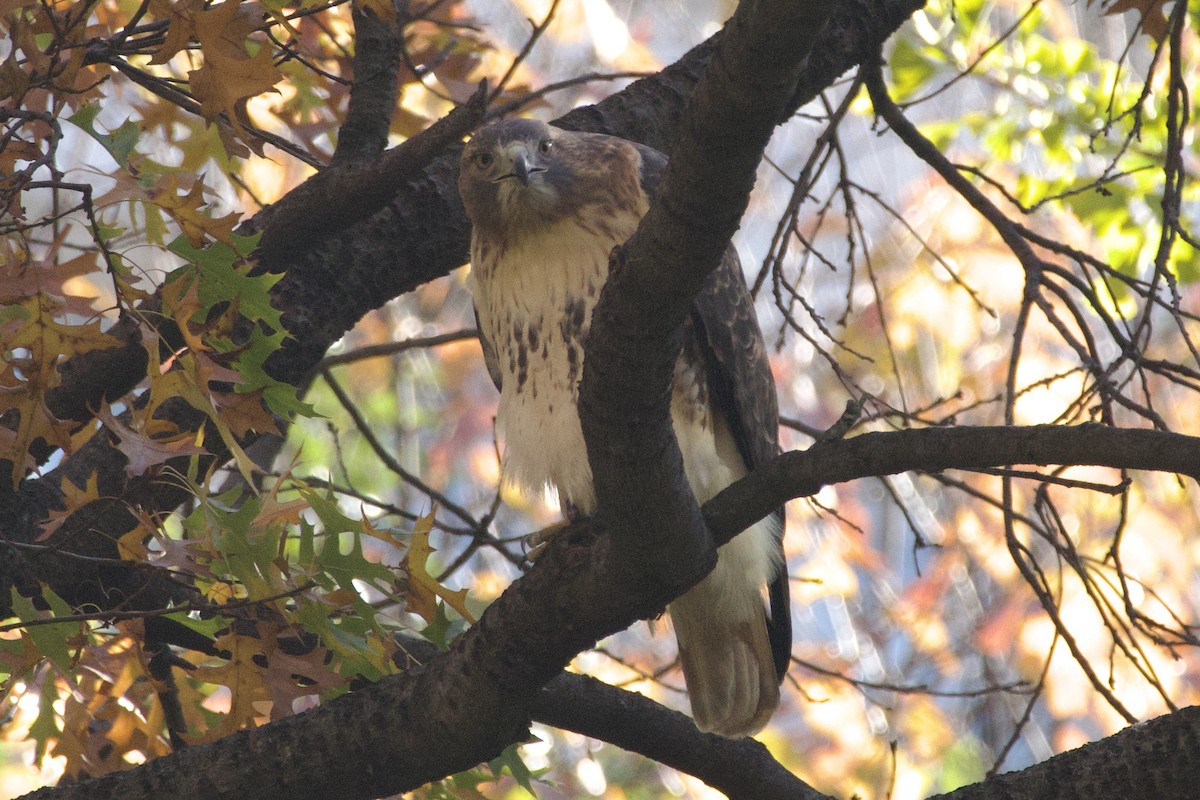 Red-tailed Hawk - ML611215729