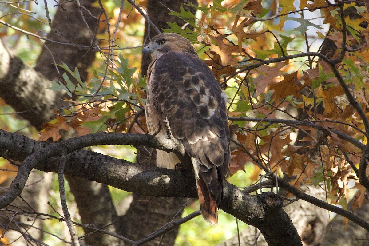 Red-tailed Hawk - ML611215732