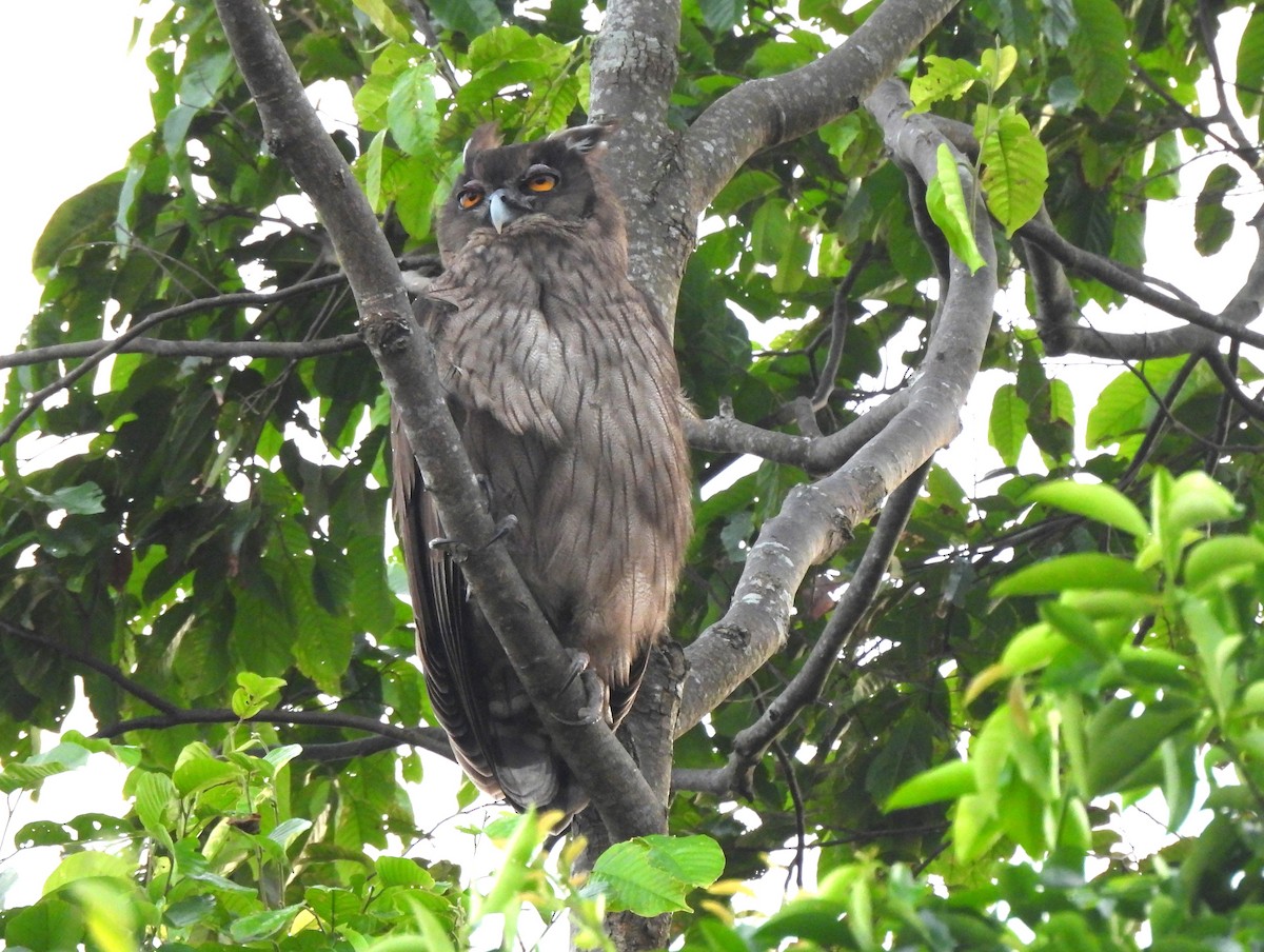 Dusky Eagle-Owl - ML611216121