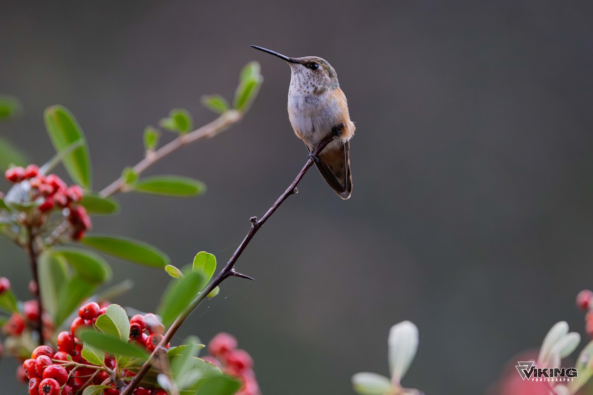 Rufous Hummingbird - ML611217144