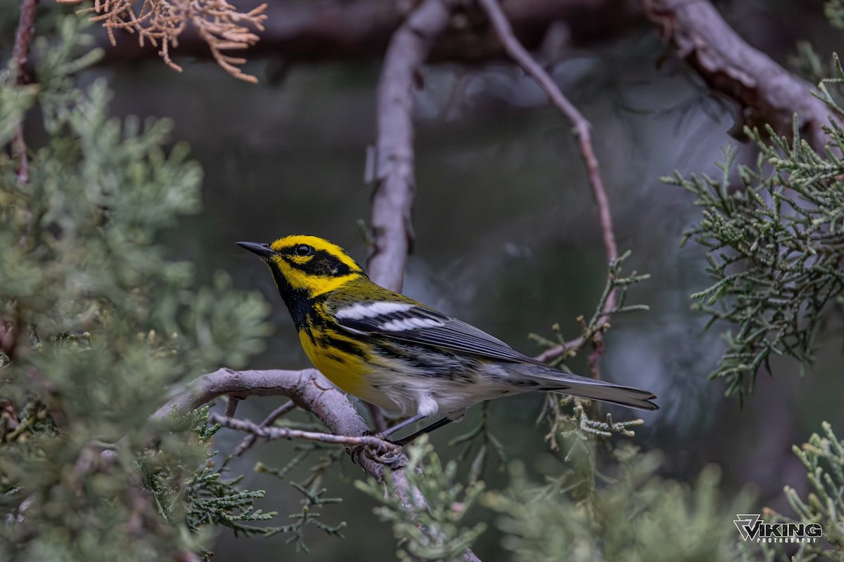 Townsend's Warbler - Eric Peterson