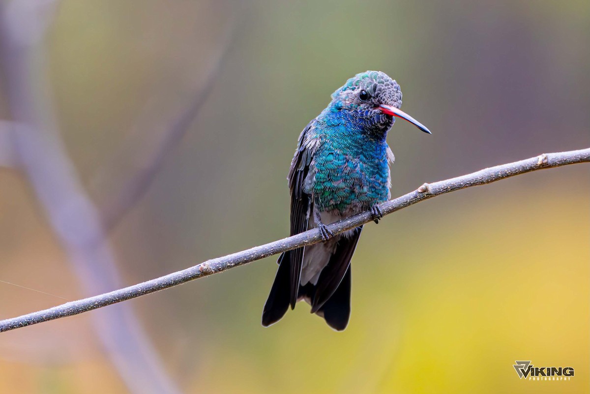 Broad-billed Hummingbird - Eric Peterson