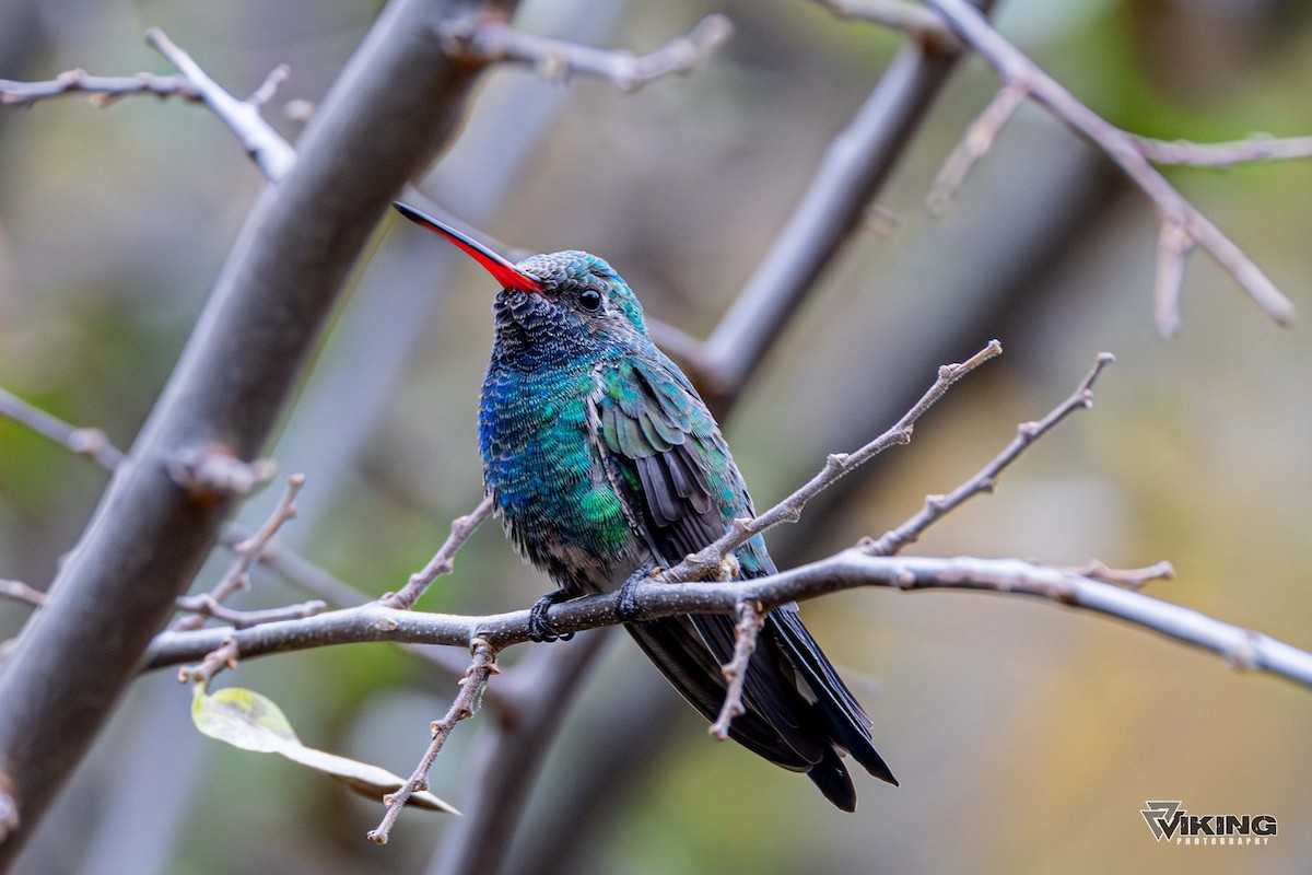 Broad-billed Hummingbird - ML611217194