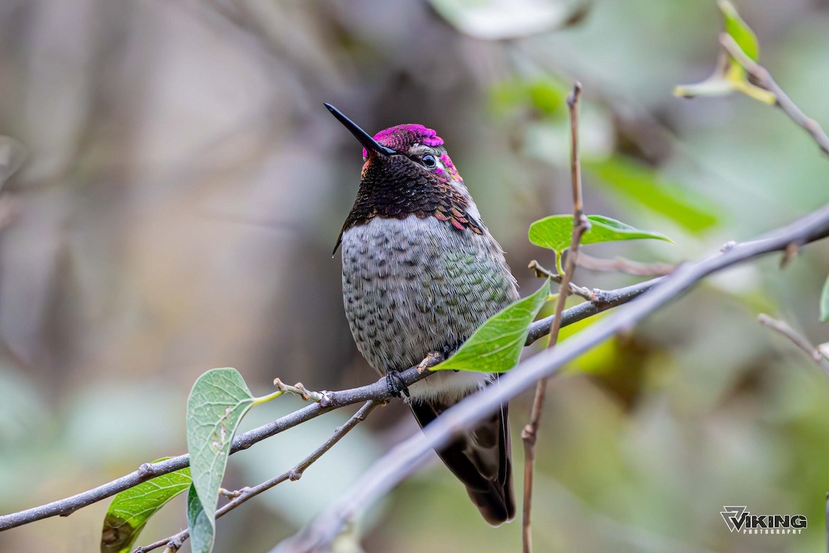 Anna's Hummingbird - ML611217234