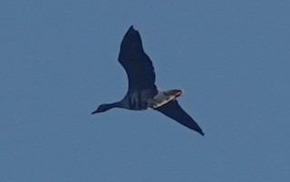 Greater White-fronted Goose, ML611217590