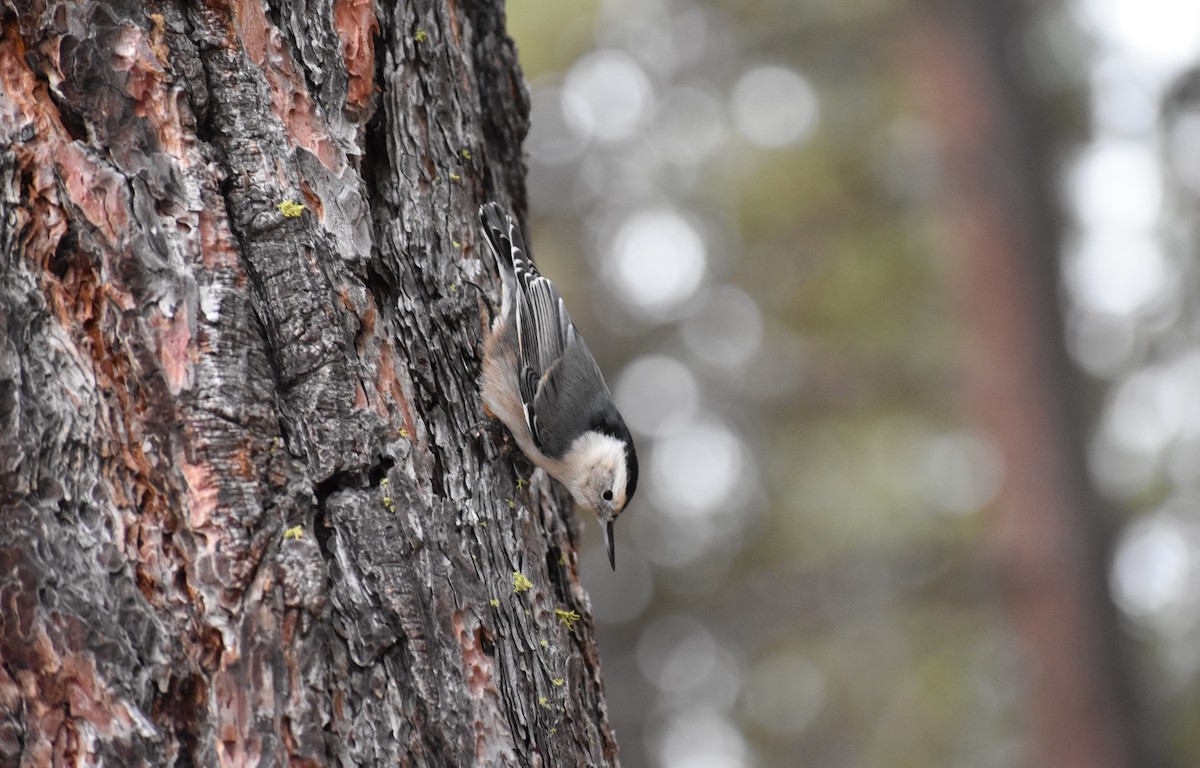 White-breasted Nuthatch - ML611217840