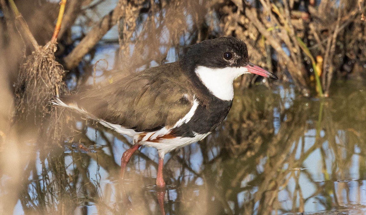 Red-kneed Dotterel - ML611218300