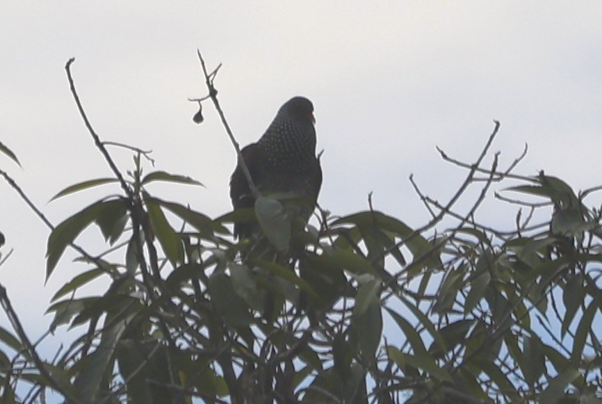 Scaled Pigeon - ML611218551