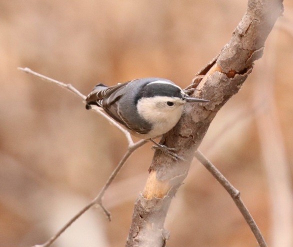 White-breasted Nuthatch - ML611218645