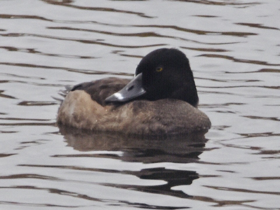 Ring-necked Duck - ML611218886