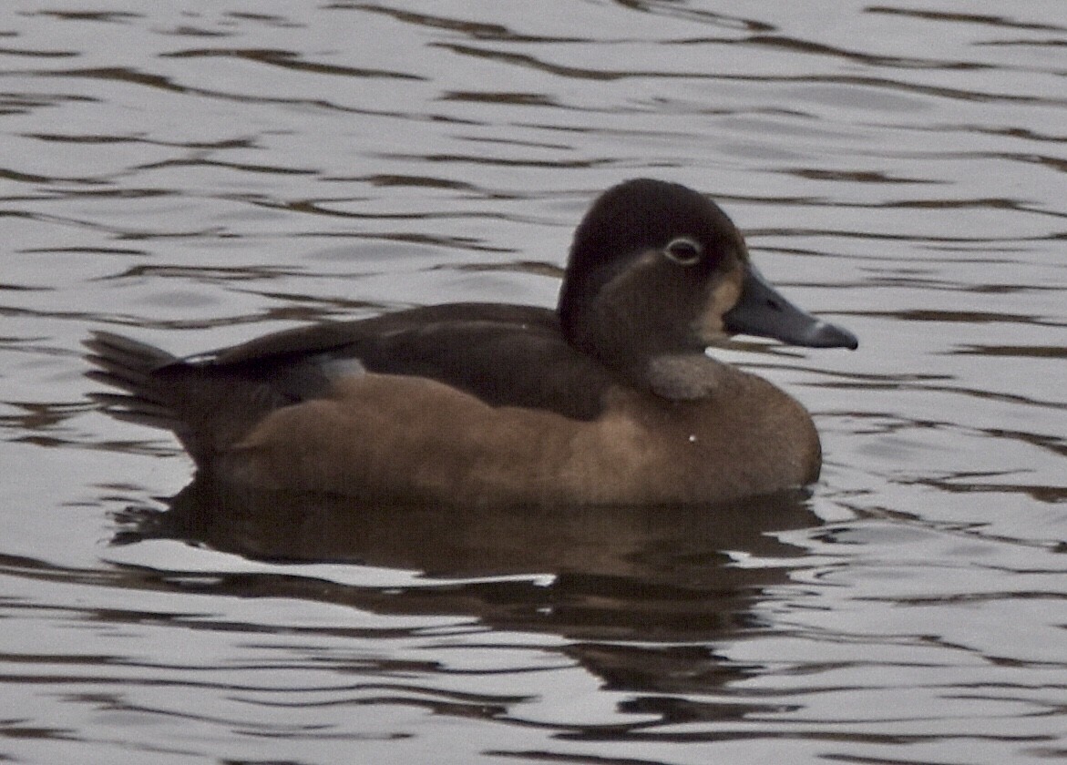 Ring-necked Duck - ML611218898