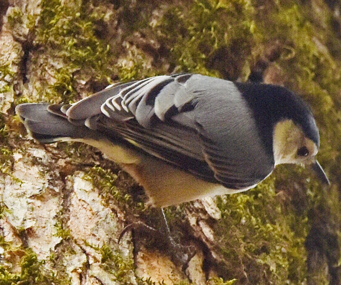 White-breasted Nuthatch - ML611219213