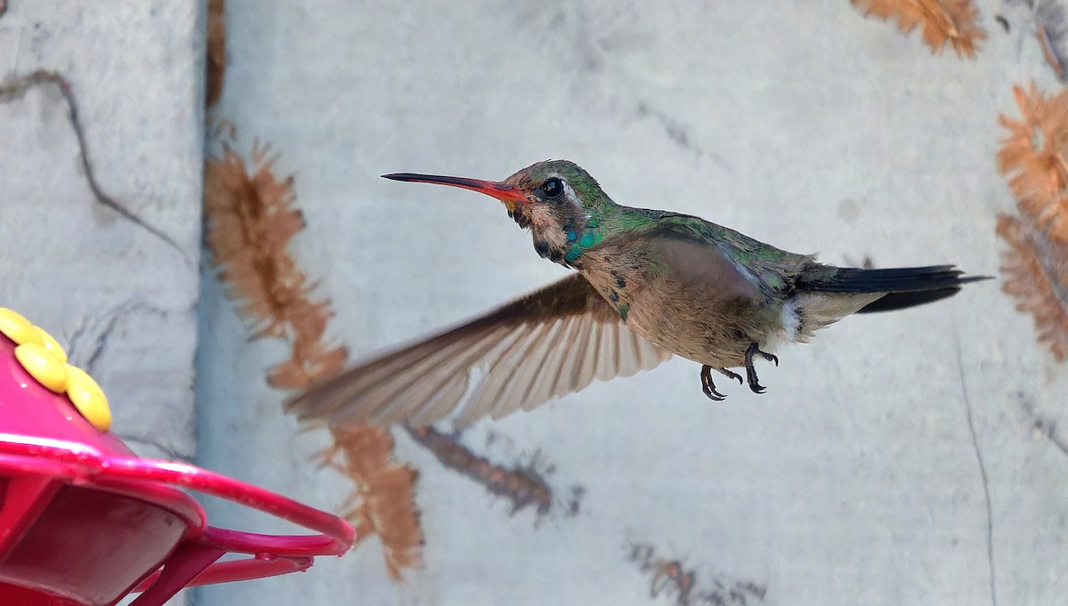 Broad-billed Hummingbird - ML611219236