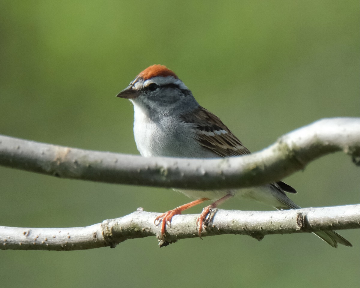 Chipping Sparrow - ML611219308