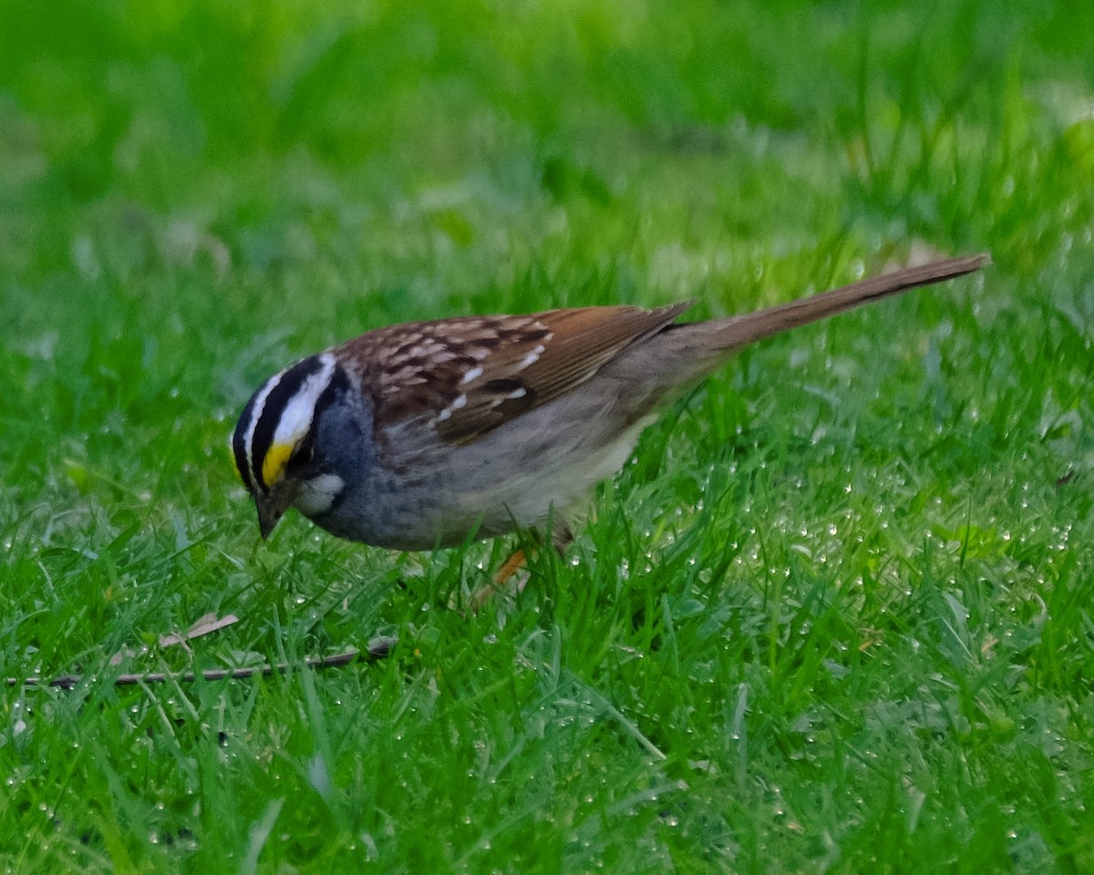 White-throated Sparrow - Alexander Rabb