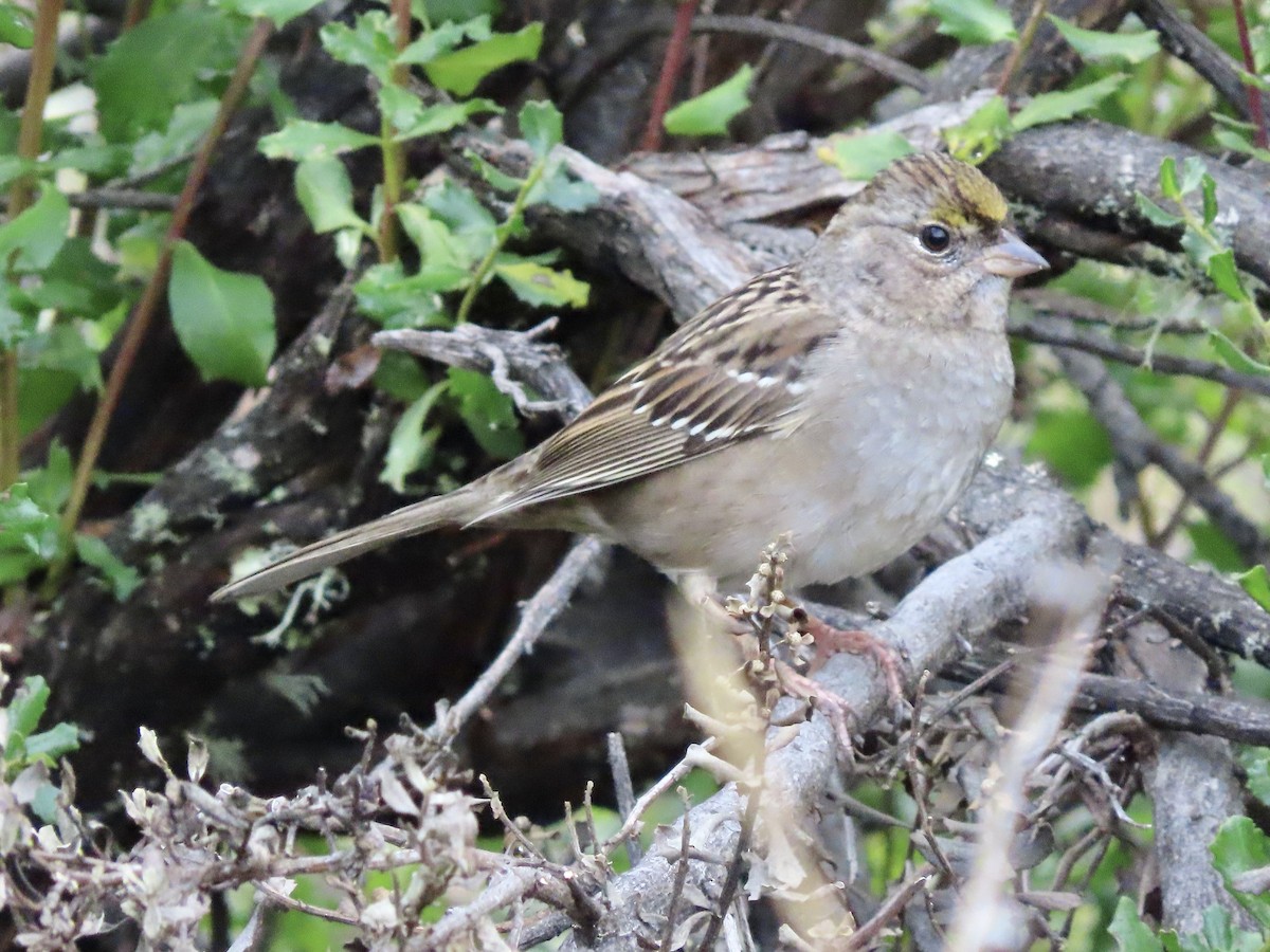 Golden-crowned Sparrow - ML611219317