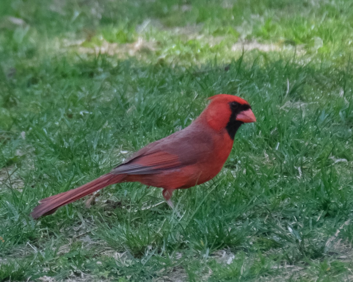 Cardinal rouge - ML611219327
