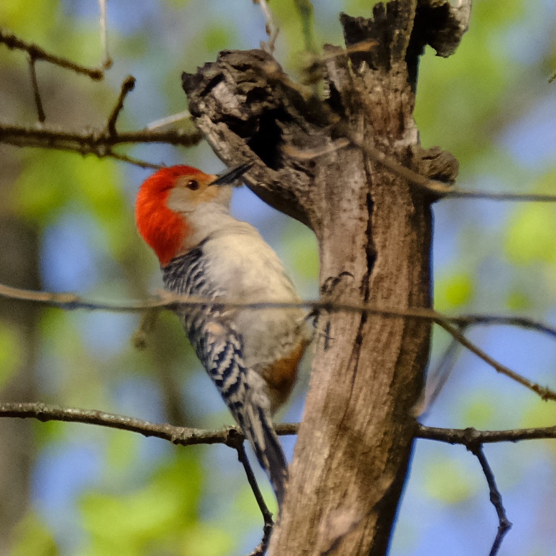 Red-bellied Woodpecker - Alexander Rabb