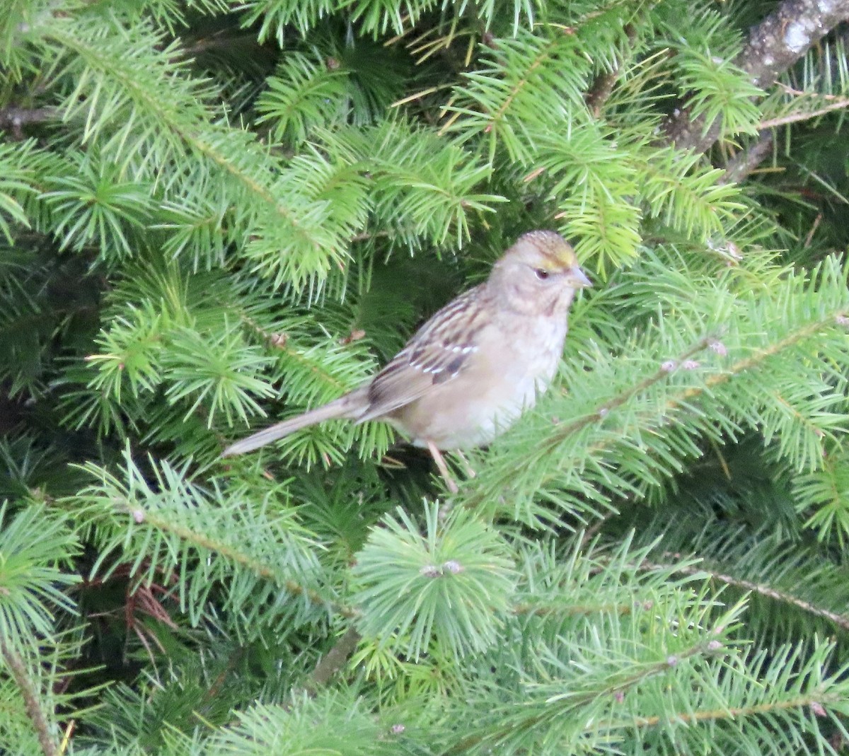 Golden-crowned Sparrow - ML611219373