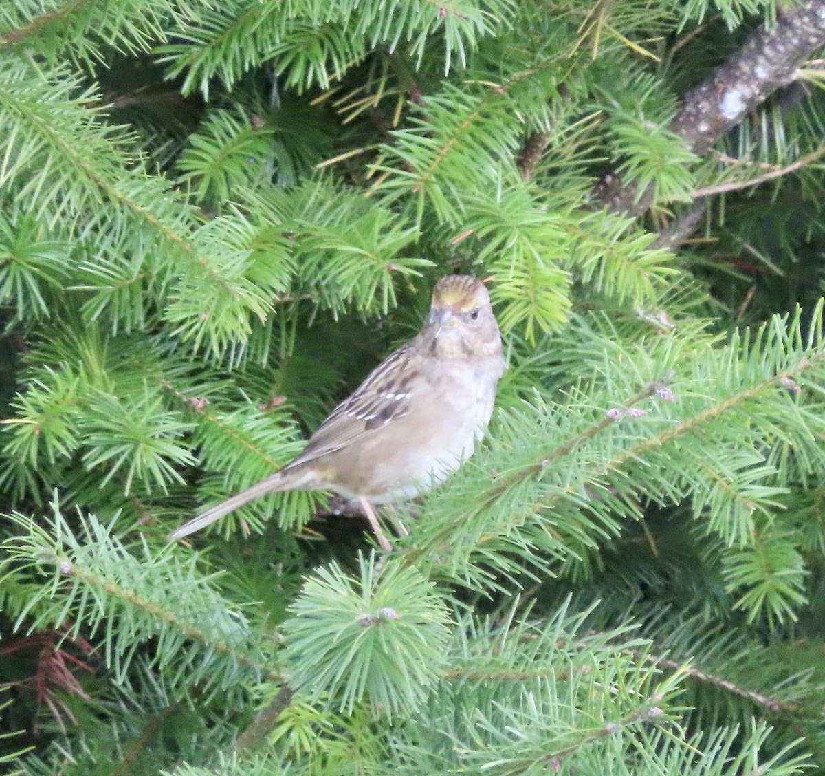 Golden-crowned Sparrow - ML611219374