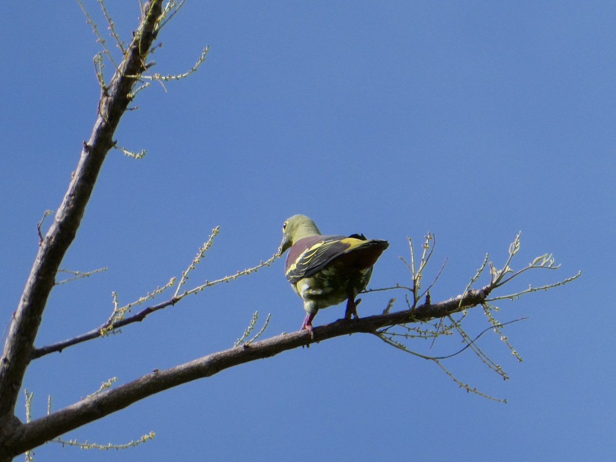 Серощёкий зелёный голубь - ML611219812