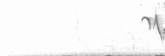 Pseudotraquet indien - ML611219915