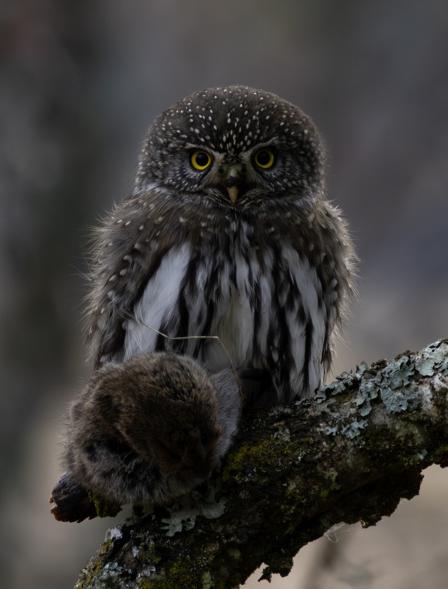 Northern Pygmy-Owl - ML611220029