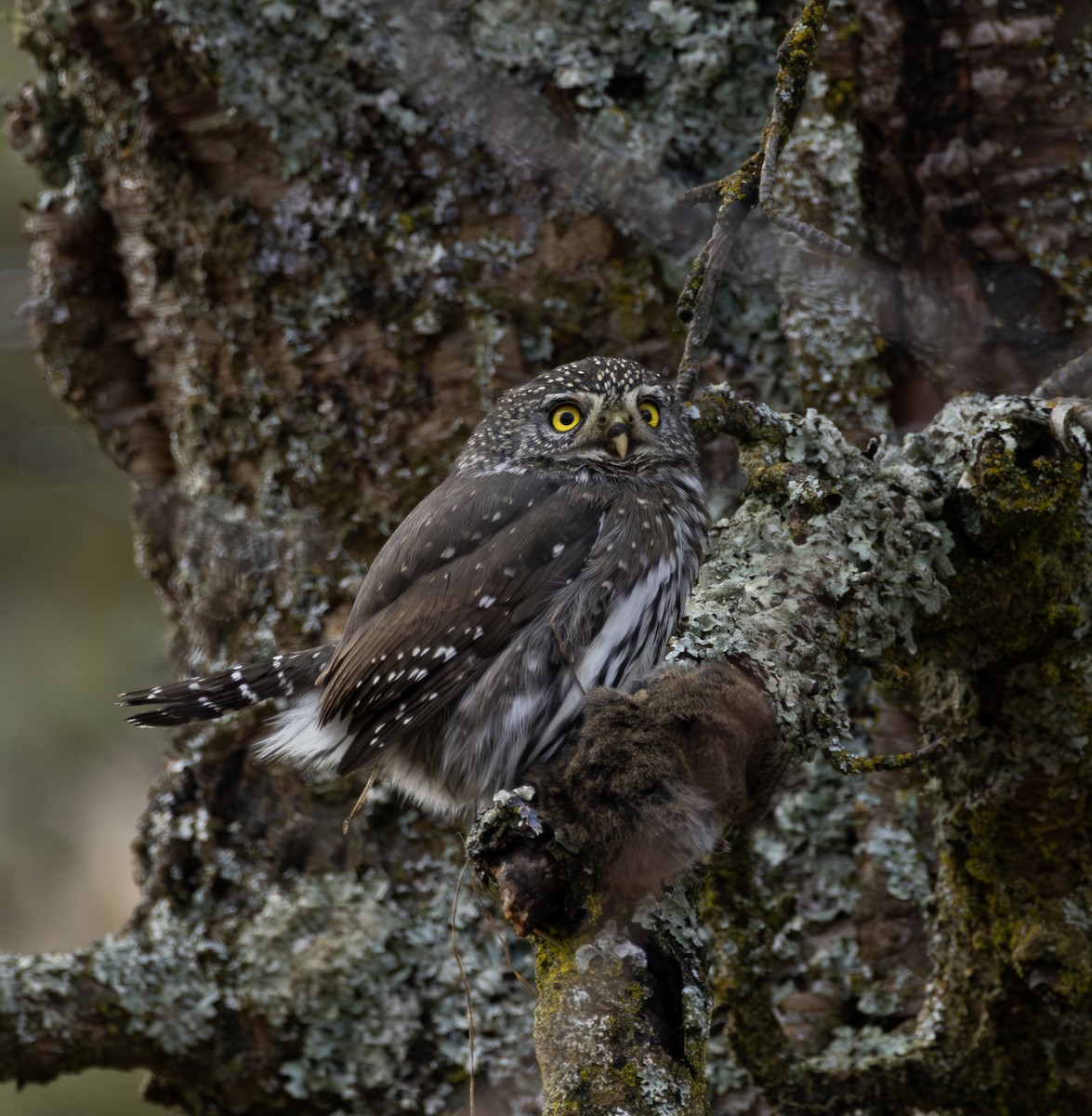 Northern Pygmy-Owl - ML611220031