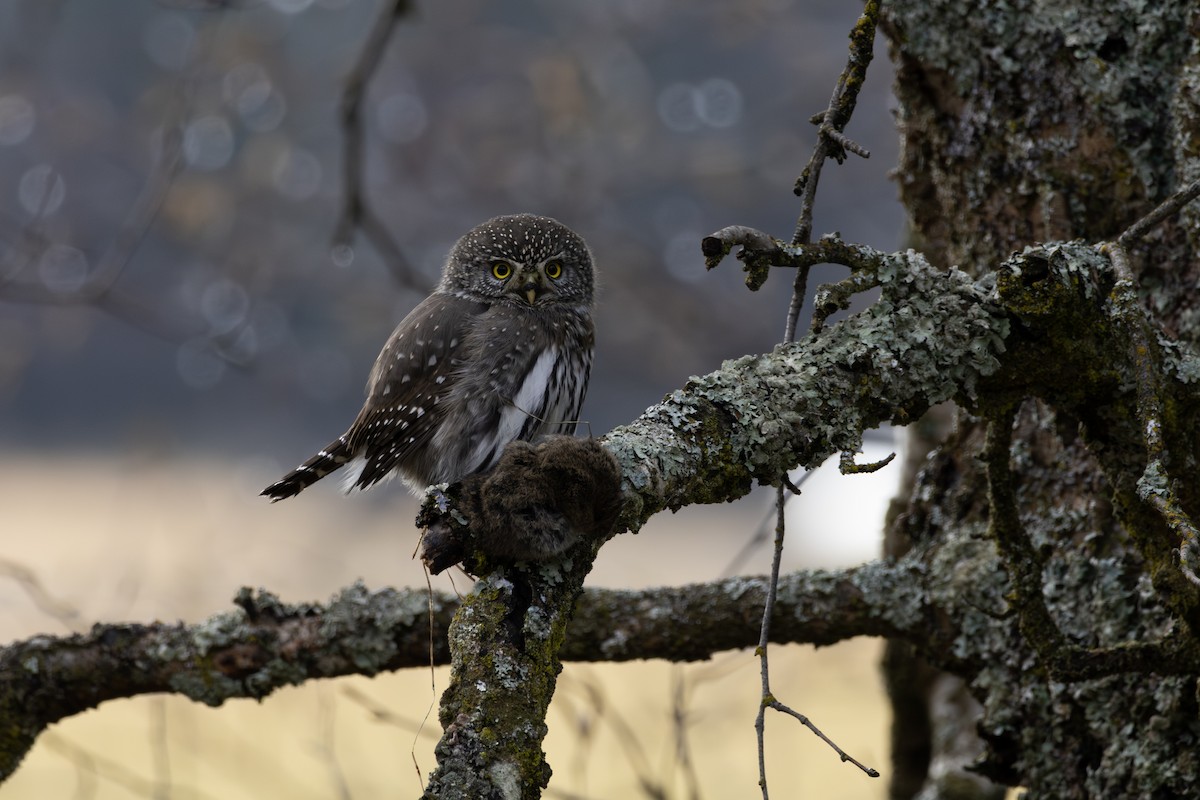 Northern Pygmy-Owl - ML611220032
