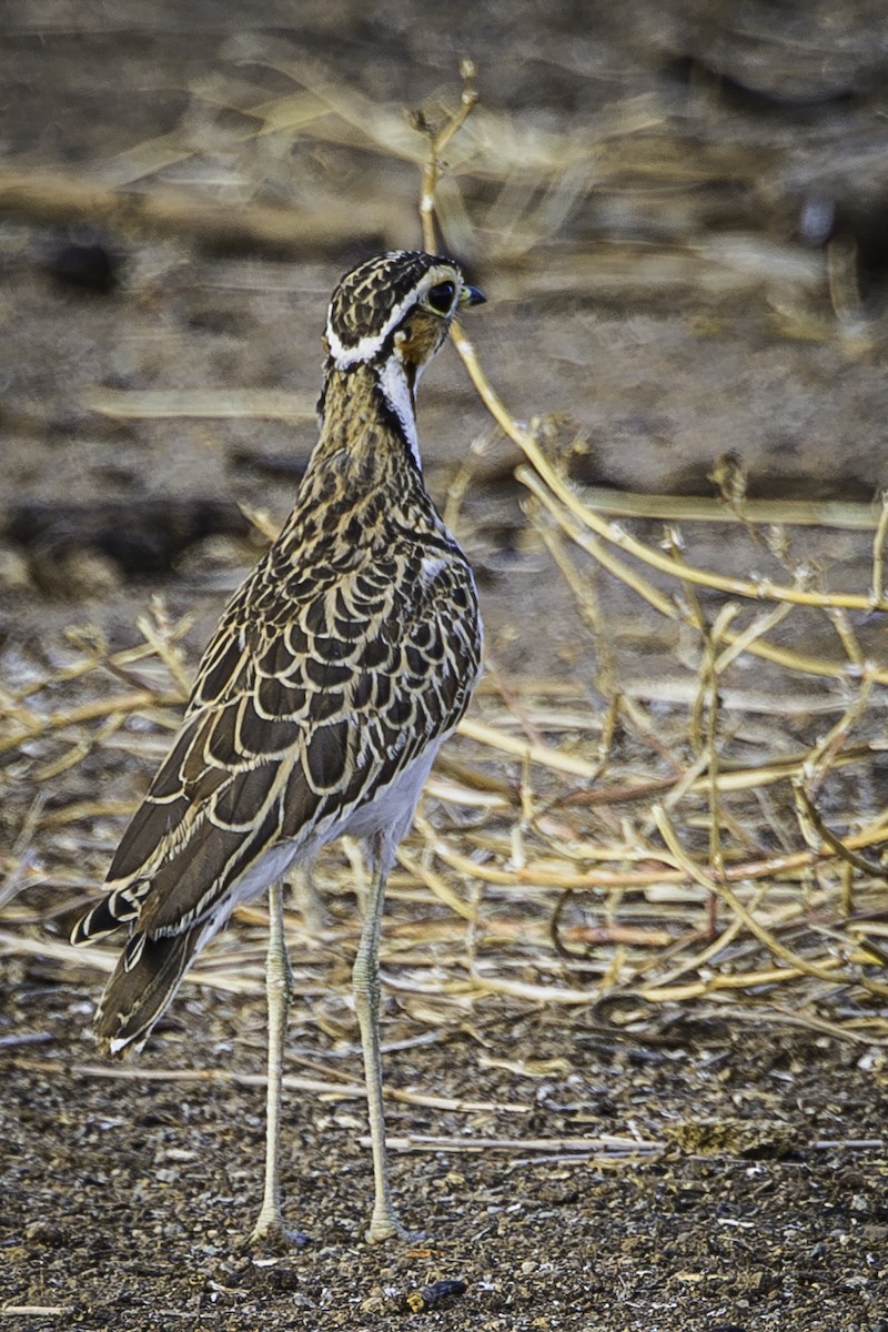 Three-banded Courser - ML611220323