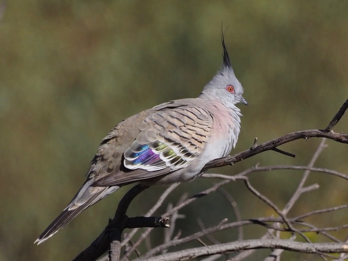Crested Pigeon - ML611220328