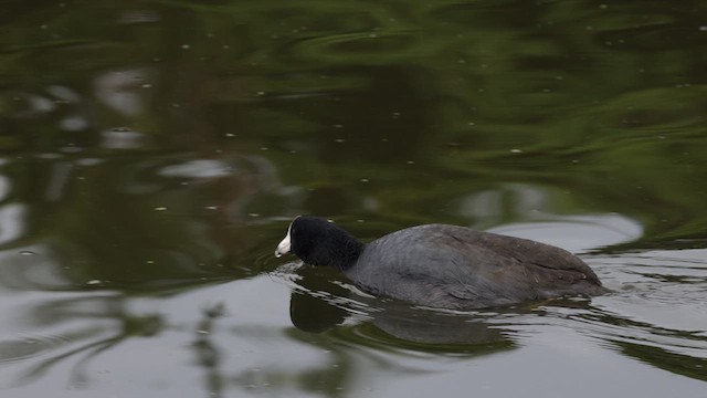 American Coot (Red-shielded) - ML611220440