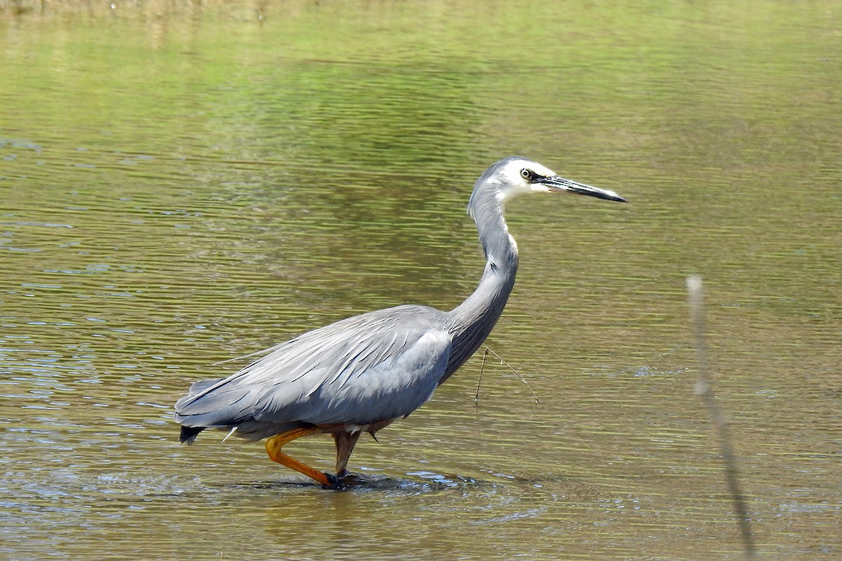 eBird Checklist - 17 Nov 2023 - Lake and Copes Creek, Tingha - 10 species